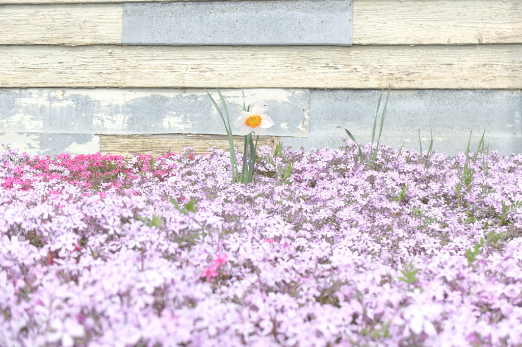 廃校に咲く芝桜