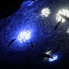 渦巻く魚