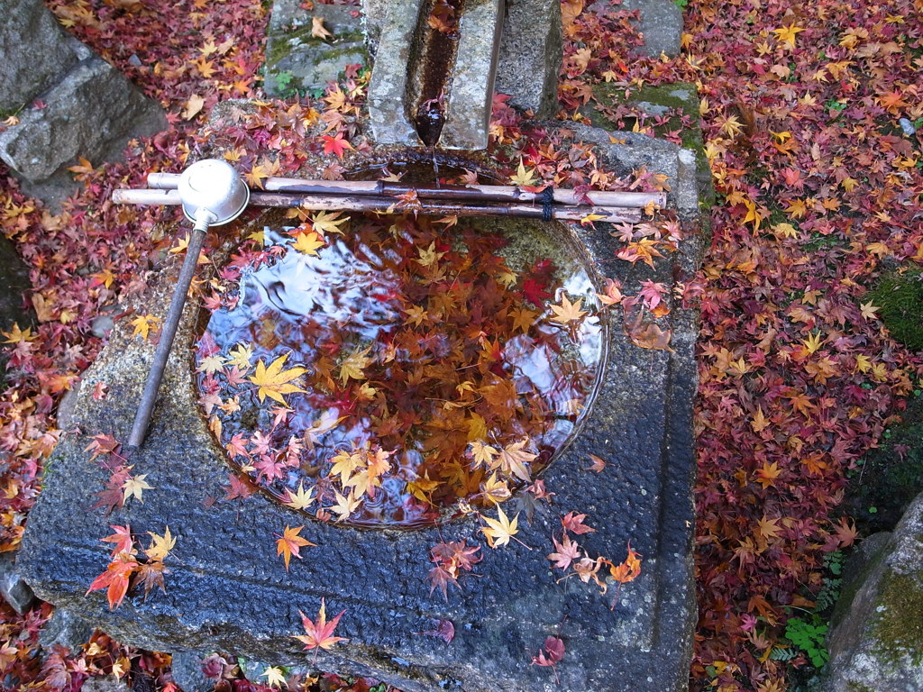 香嵐渓2010