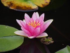 Lotus Flower#4