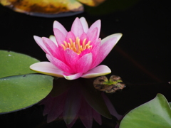 Lotus Flower#3
