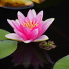 Lotus Flower#3