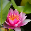 Lotus Flower#2