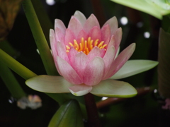 Lotus Flower#1