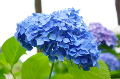 一輪の紫陽花