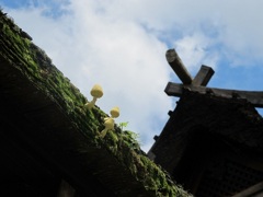 屋根にキノコ