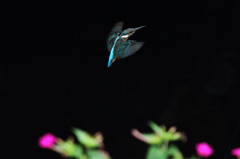 チビは ピンクのお花が 似合うね(^-^)♪