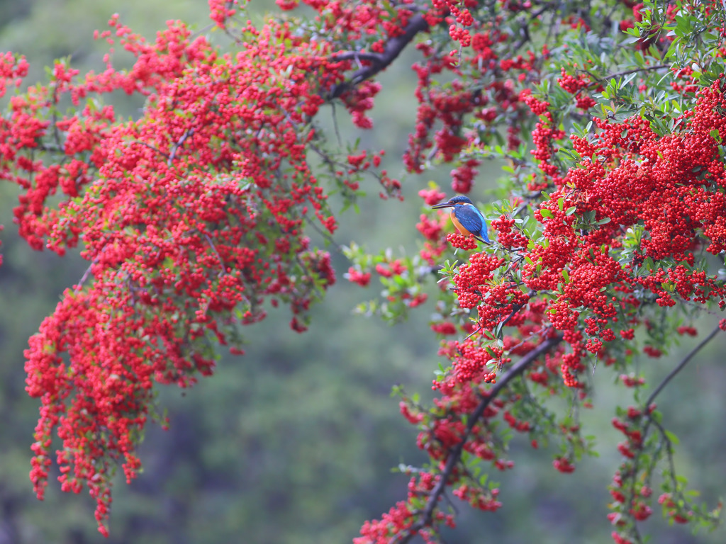 紅い実にとまった かわいい彼