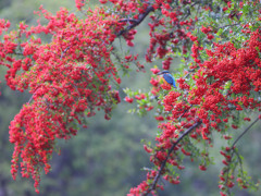 紅い実にとまった かわいい彼