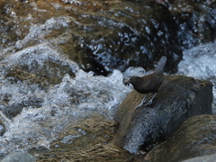 カワガラスの餌運び