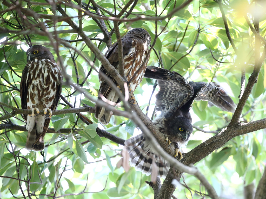 弟ズクのエンゼルポーズ