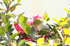 春がそろそろ.... さざんかジロー♪
