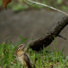 冬の風物鳥　アリスイ