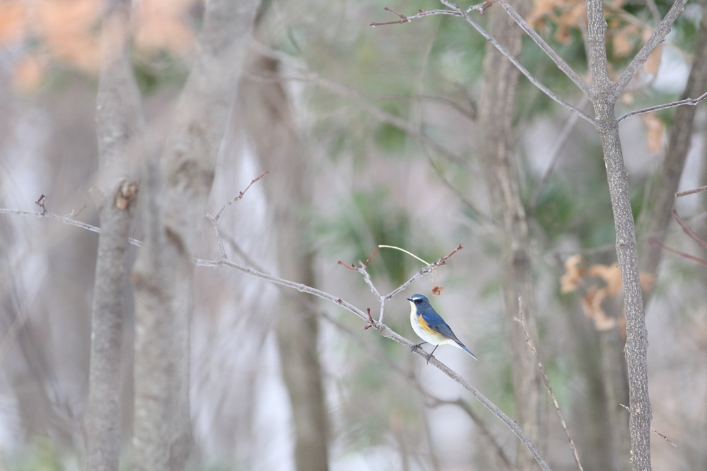 幸せの青い鳥がいたよ♪