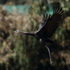 ナベヅル幼鳥さん