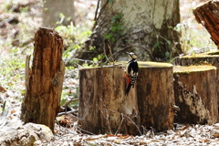 アカゲラの餌採