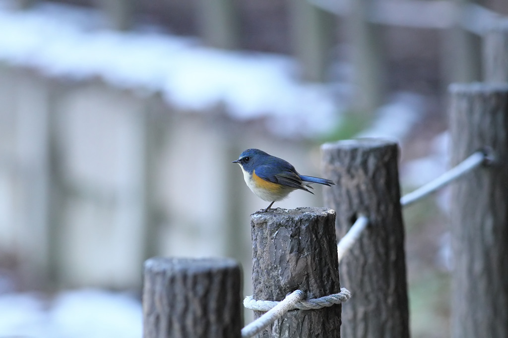 幸せの青い鳥♪