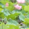 ちっちゃな思惑