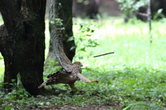 キックの鬼