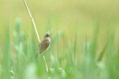 夏が来るよ～