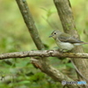 しぐさが可愛いー♪　キビタキ♀