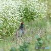 蕎麦畑に住む家族　（キジ）