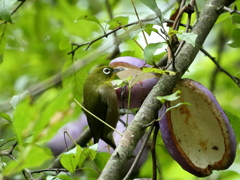 アケビを食す