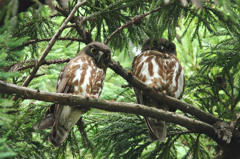 アオバズクの夫婦