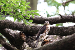 幼鳥でも堂々としてますね＾＾
