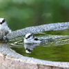 お、泳いでるよ ＾＾