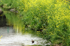 春の小川