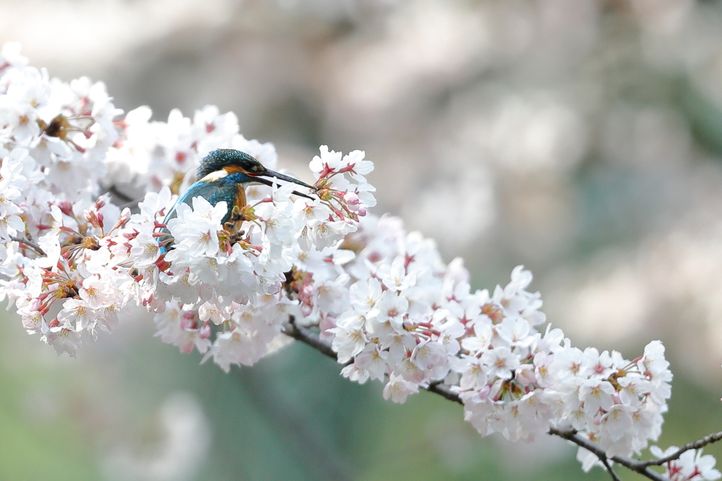 桜ってうまい～