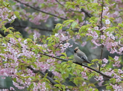 山桜とキレンジャク