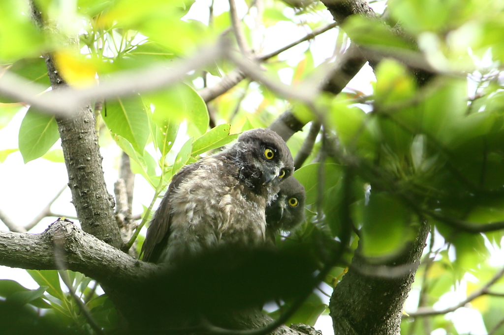 チビズクの巣立ち