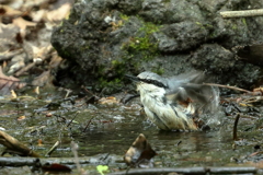 ゴジュウカラ