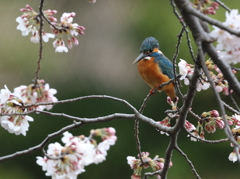 本日の桜カワセミ　♂