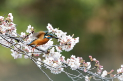 お花見カワセミ、ついに桜踊り！