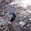 アオサギ　春を舞う