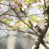 春うらら