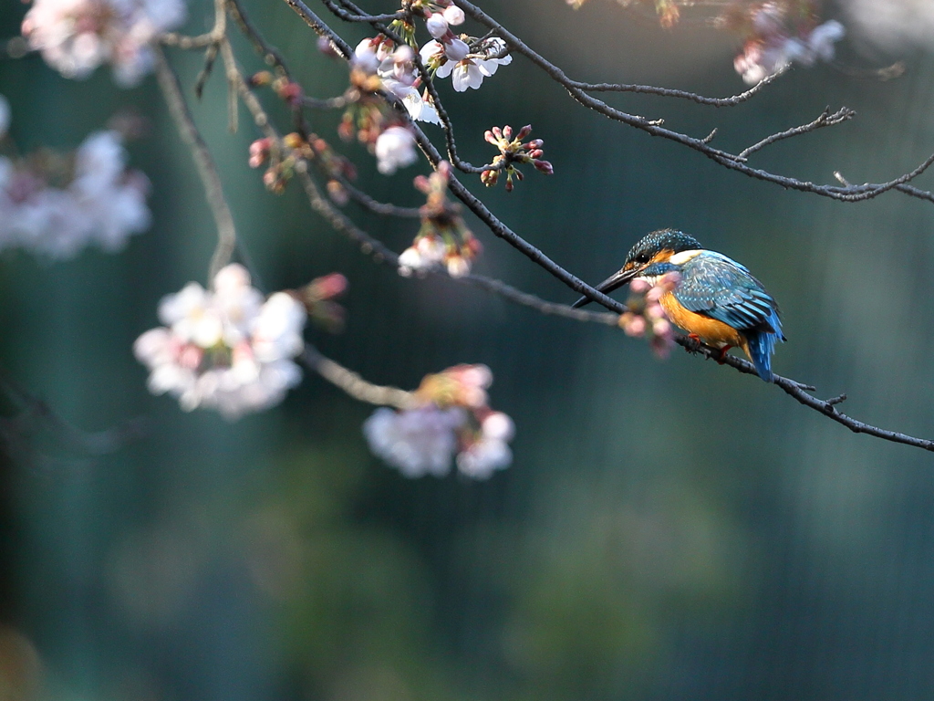 今年最初の桜カワセミ