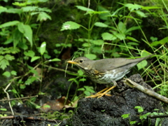 クロツグミ♀