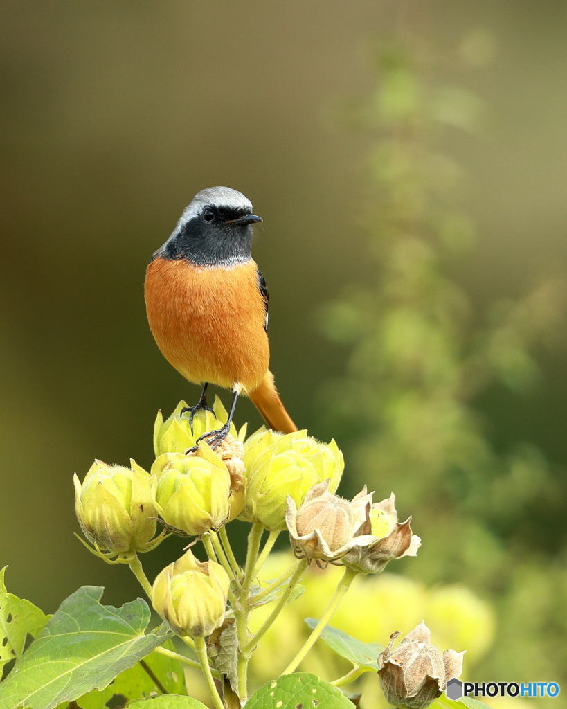 芙蓉の花が終ったその上に