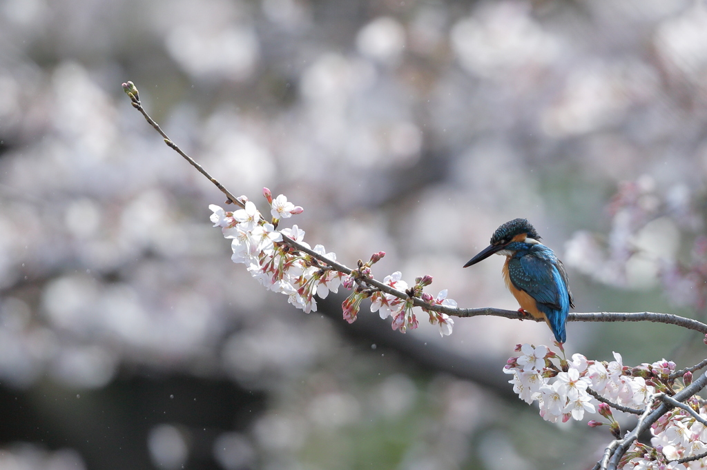 2016 桜カワセミ終焉