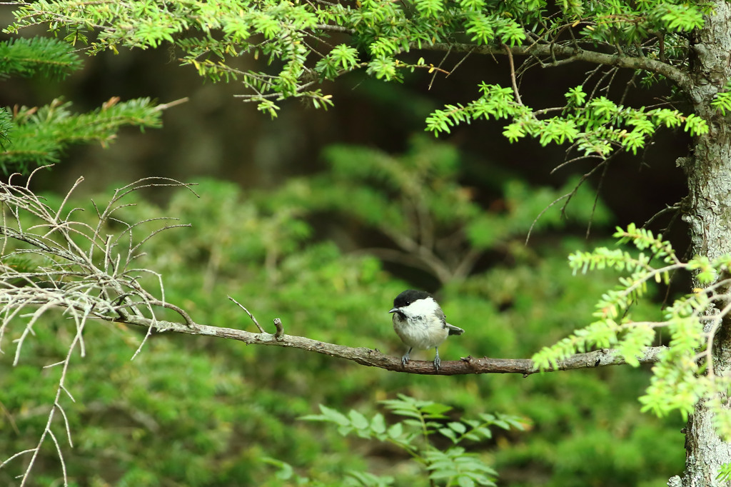 高いお山の おぼっちゃま