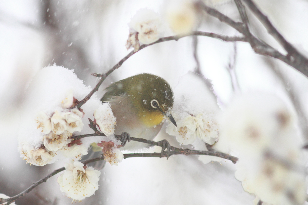 春なの？　冬なの？？