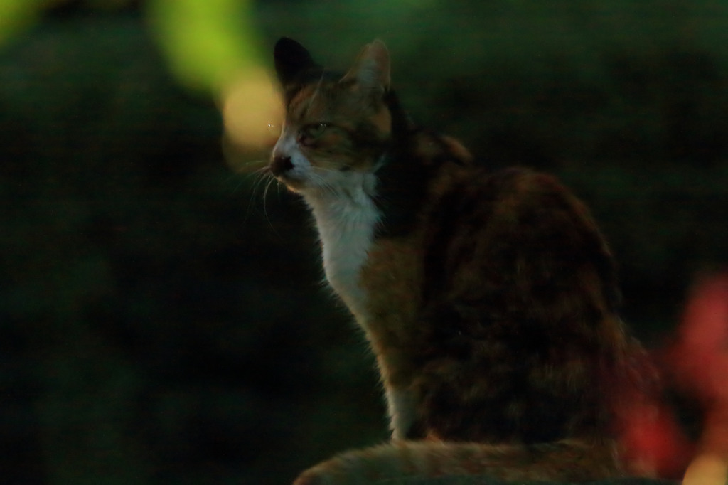 ニャン太に何かが宿った！