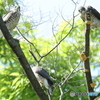 ツミ幼鳥たちの記念写真