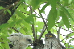 こらこら 写真に入っちゃダメでしょ　(ツミ）