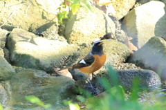 冬鳥と夏鳥の交差点