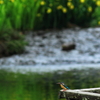 水辺の鳥